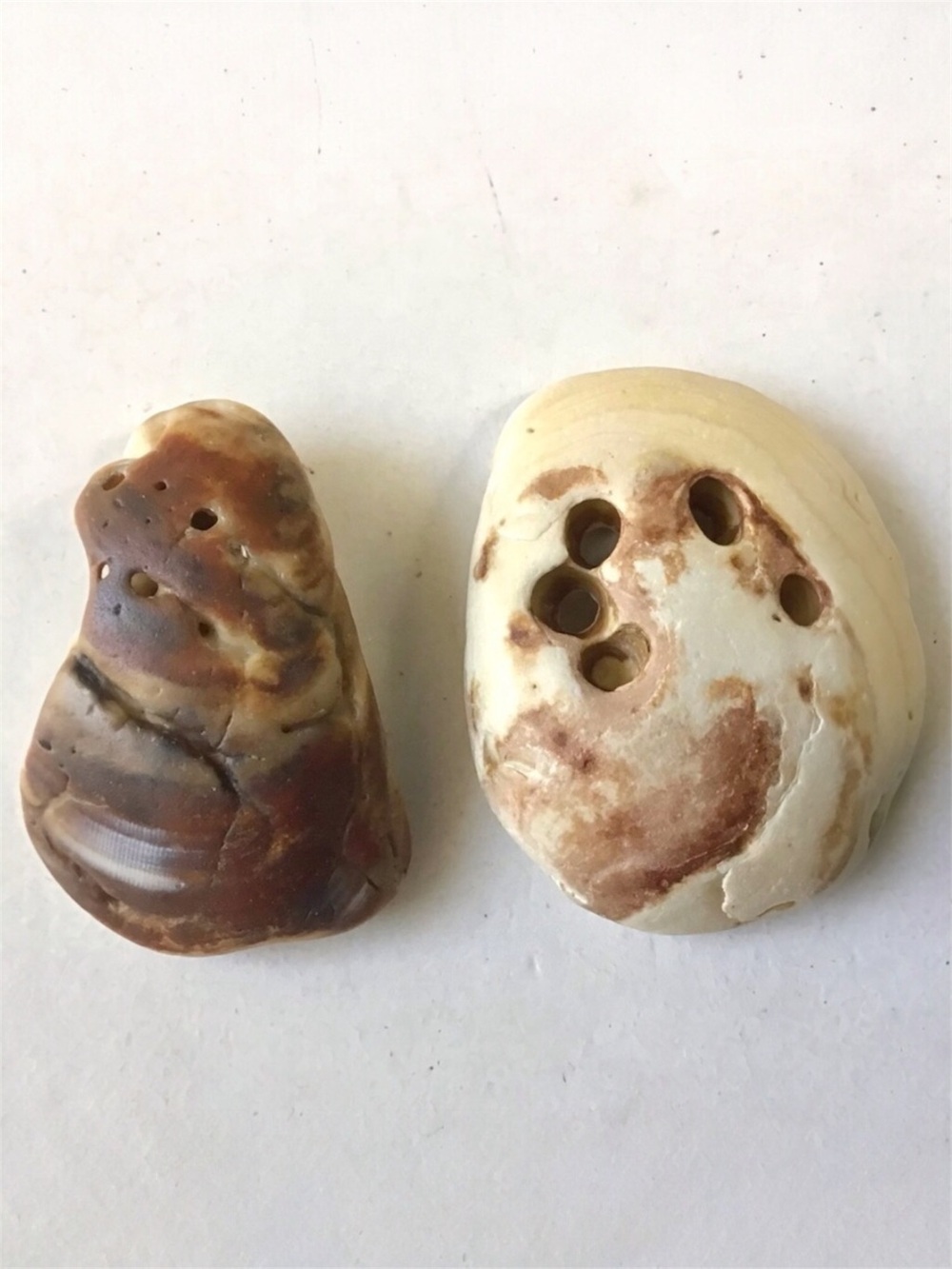 2 Seashell Holey Shell Fragments Surf Tumbled Swirly Colors Crafts Beach Decor